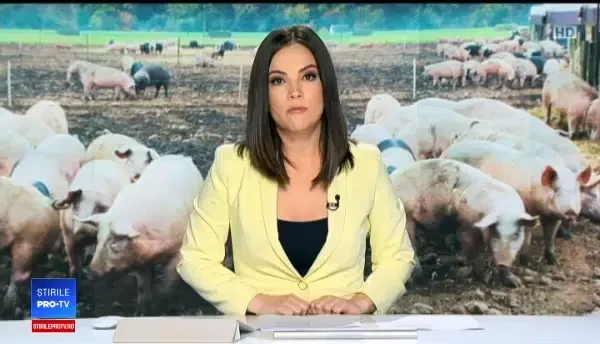Virusul pestei porcine, confirmat într-o gospodărie din Giurgiu. Al 12-lea județ afectat