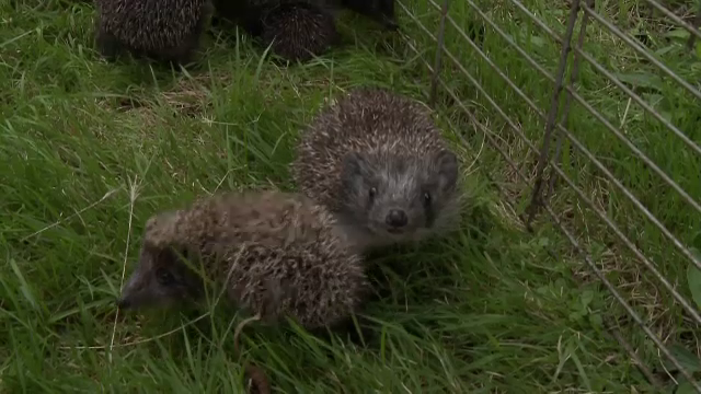 Șoferii, sfătuiți să fie foarte atenți în această perioadă. Animale mici ar putea apărea pe drumuri