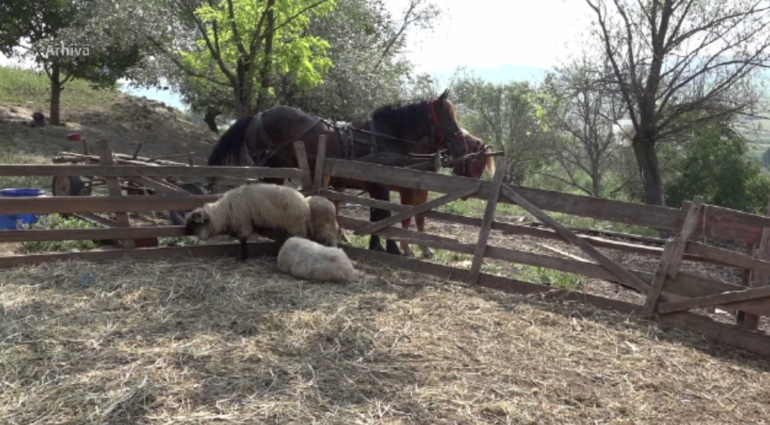Cioban la un pas de moarte, după ce a fost atacat de o ursoaică cu doi pui. Cum a fost găsit