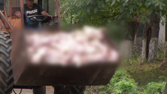 Proprietarii fermei de porci distruse de incendiu susțin că focul a fost pus intenționat