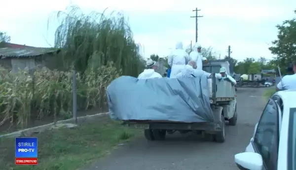 Zona din România cea mai afectată de pesta porcină. Vânătorii au început să omoare animalele sălbatice