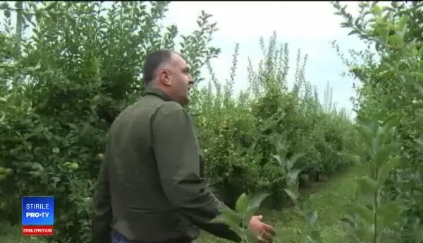 Producătorii de mere din Dâmbovița s-au unit. Recolta va ajunge în 2 lanțuri de magazine