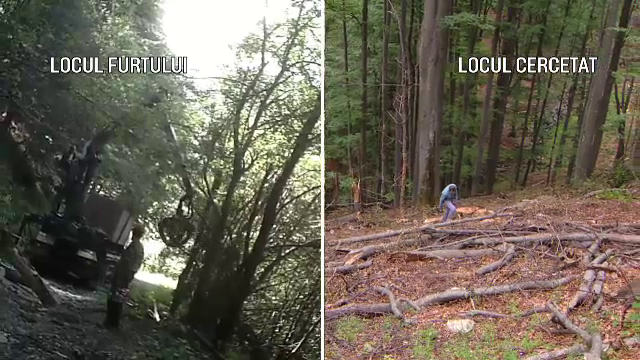 defrisari, Parcul National Domogled, romania, paduri