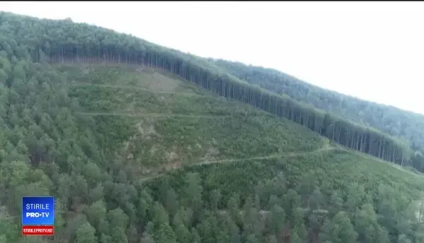 Distrugerile din pădurile României. Cum au încercat autorităţile să ascundă furtul de lemn de fag