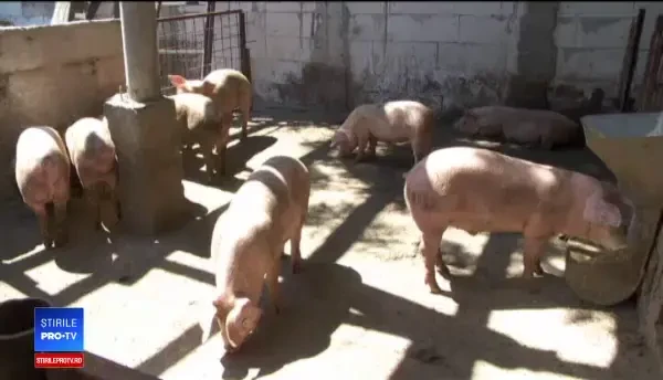 Speriați de pesta porcină, mulți producători își vând animalele pe internet