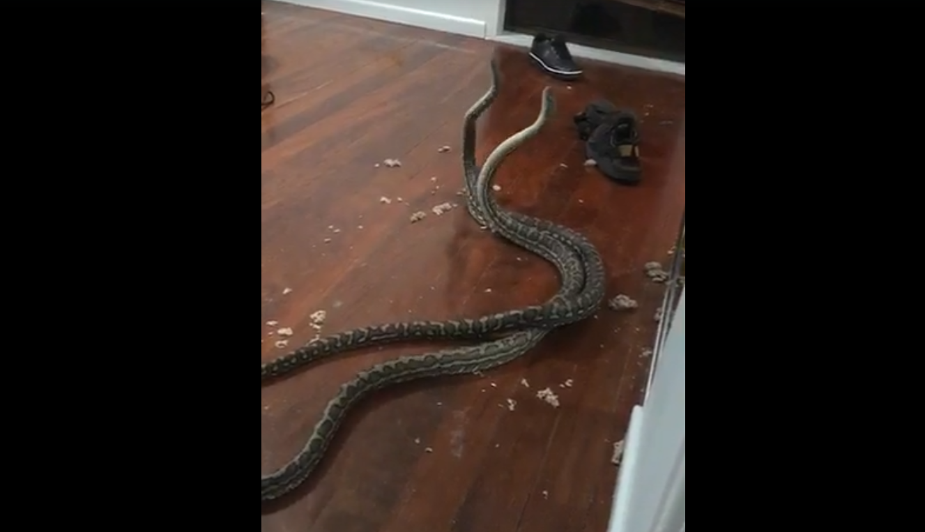 O familie din Australia a găsit doi pitoni luptându-se în dormitor. VIDEO