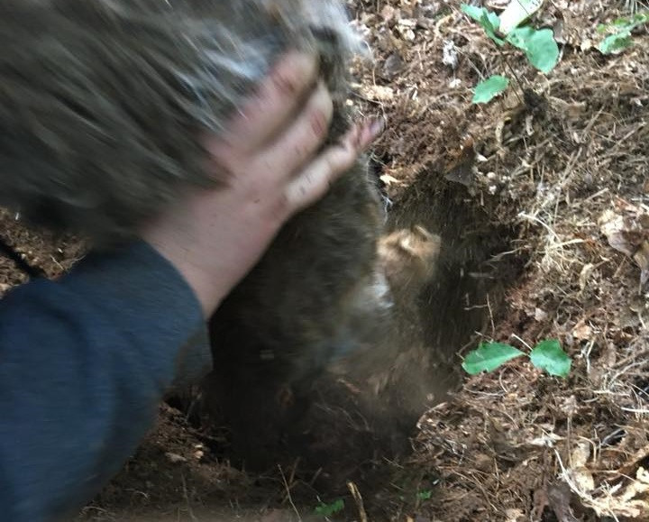 Motivul pentru care un bărbat şi-a îngropat de viu câinele. Ce i-a spus fostei prietene