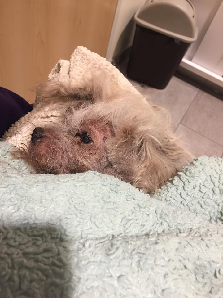 caine ingropat de viu