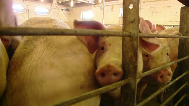 Un prefect a cerut ajutorul Armatei Române împotriva porcilor bolnavi de pestă