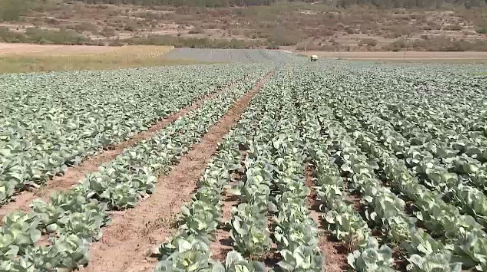 România produce peste un milion de tone de varză. De ce se plâng cultivatorii că nu fac profit