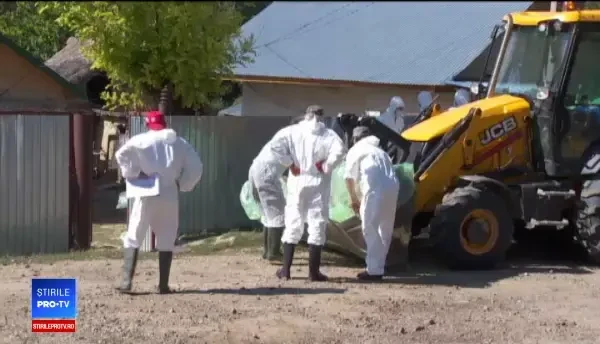 Nou focar de pestă porcină, în Galați. Oamenii își taie porcii de frică. L-am tăiat noaptea