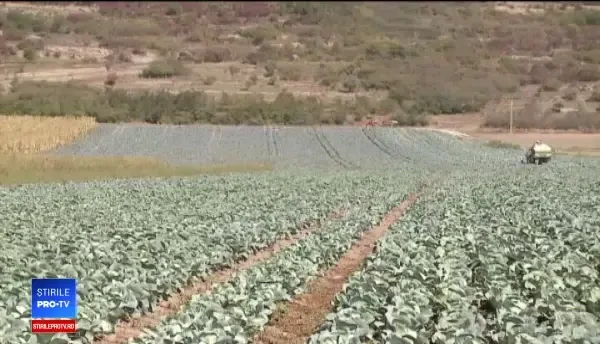 România produce peste un milion de tone de varză. De ce se plâng cultivatorii că nu fac profit