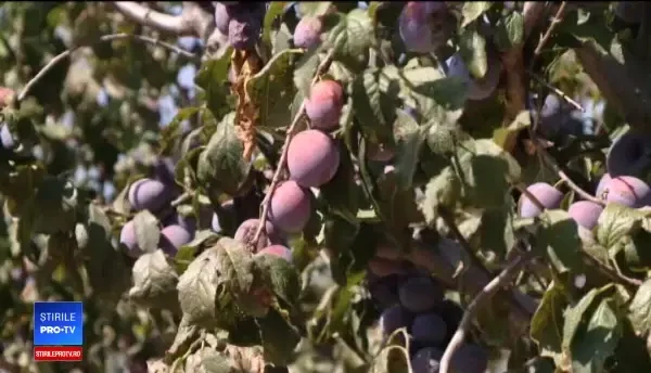 A început sezonul magiunului și al palincii de prune. Fermierii, încântați de producție