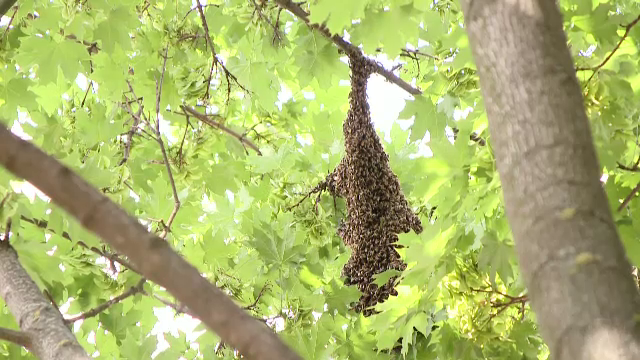 18 copii, atacați de un roi de viespi într-un parc din Bârlad. Localnicii dau vina pe autorități