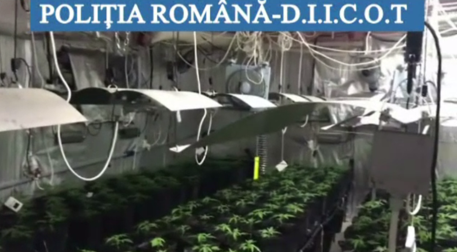 Tânăr din Dâmbovița, reținut pentru trafic de droguri. Ce au descoperit polițiștii în urma perchezițiilor