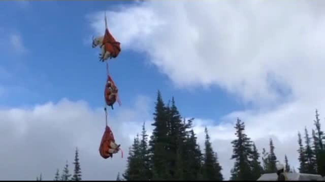 Sute de capre de munte, mutate cu elicopterul după ce au invadat un parc național