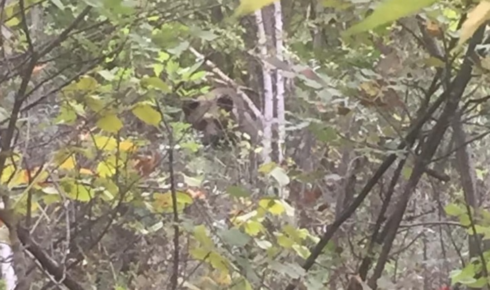 Un urs stă de 2 zile prins într-un laț, într-o pădure din Vrancea. Oamenii spun că au auzit urlete