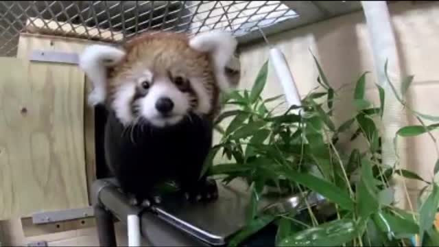 Un pui de panda roşu a fost prezentat cu mândrie de Grădina Zoologică din Milwaukee