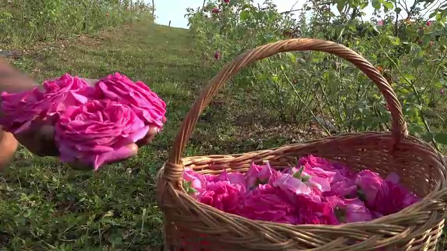 Pariu câștigat de cei care au mizat pe culturile de trandafiri. Suma cu care vând un kg de petale