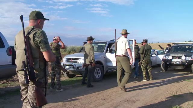 Mistreți, vulpi, șacali, coțofene și ciori, împușcați pentru a combate pesta porcină