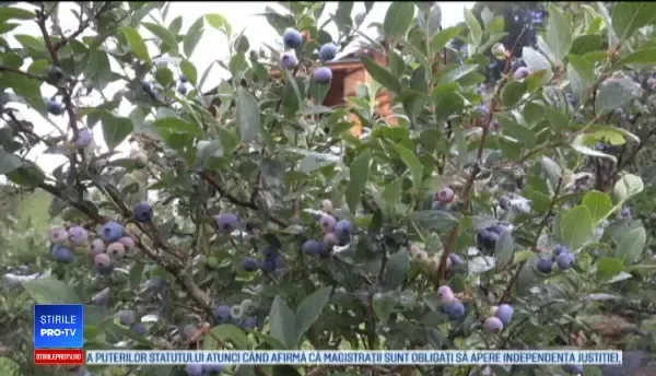 Afinele de cultură românești ar putea să ajungă și în marile magazine. Inițiativa proprietarilor