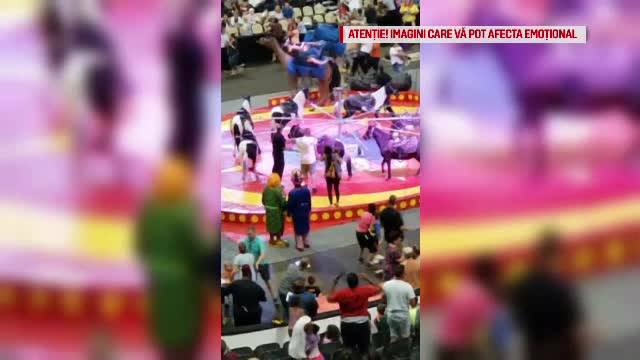 Șapte persoane, printre care și copii, rănite de o cămilă speriată la circ, în SUA