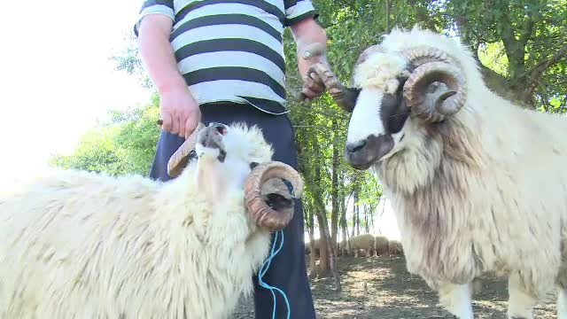 Oile româneşti, fără partener din cauză că berbecii sunt prea firavi. "Înjosim animalele"