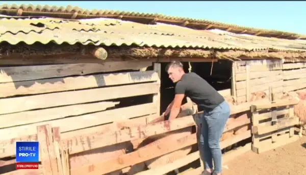 Oile româneşti, fără partener din cauză că berbecii sunt prea firavi. Înjosim animalele