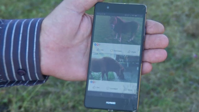 Ponei folosiți în terapia copiilor cu dizabilități, furați la Bistrița