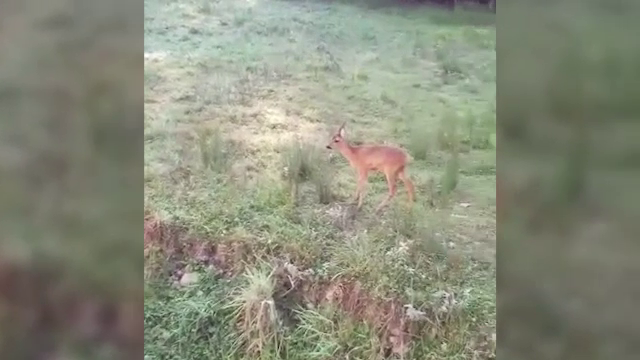 Amenda primită de o familie care ascundea un pui de căprioară în cotețul găinilor