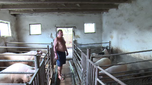 Măsurile luate de autorități pentru a opri răspândirea virusului pestei porcine