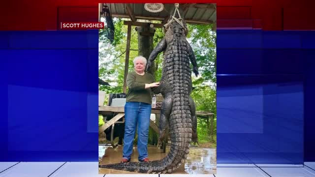 O primăriță sexagenară din statul Texas a vânat un aligator