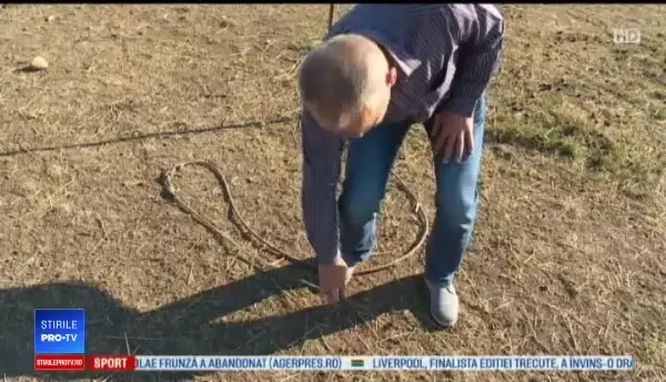 Ponei folosiți în terapia copiilor cu dizabilități, furați la Bistrița