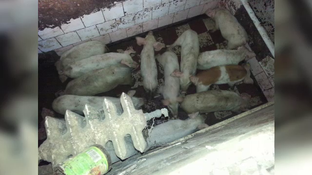 Cocina în care sunt crescuţi 14 porci la 4 km de centrul Capitalei. Vecinii sunt terorizați