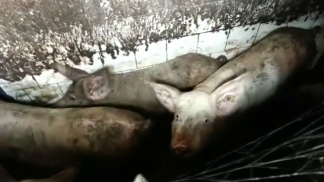 porci, capitala, barbat,