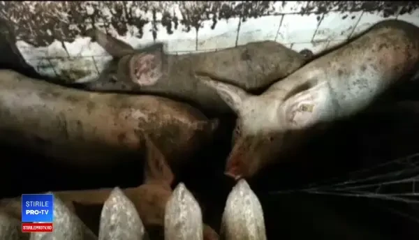 Cocina în care sunt crescuţi 14 porci la 4 km de centrul Bucureştiului. Vecinii sunt terorizați