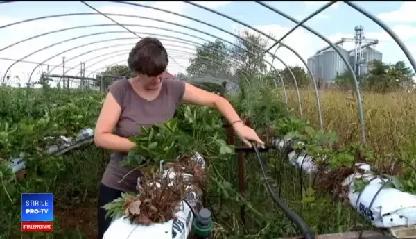 Fermierii români, învinși de birocrație. Mulți sunt nevoiți să-și vândă afacerile