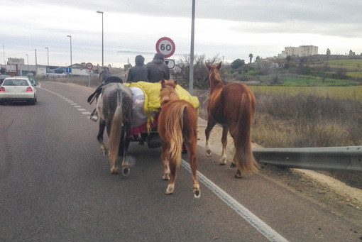 O tânără de 25 de ani a murit după ce mașina în care se afla a lovit un cal lăsat liber