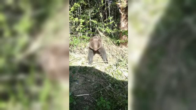 Imagini cu un urs uriaș, cu piciorul prins într-o capcană pusă de localnici în Bistriţa-Năsăud