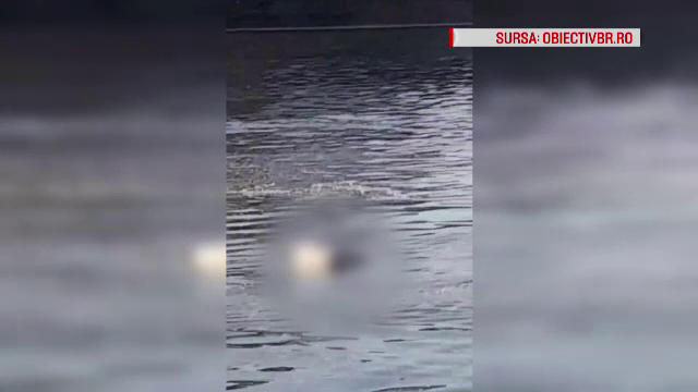 Porc mort, filmat plutind pe Dunăre. Autoritățile au ignorat cadavrul