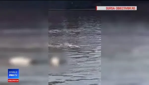 Imagini revoltătoare filmate la Brăila: un porc mort care plutea pe Dunăre