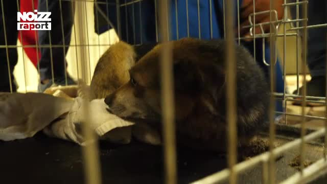 Povestea cățelușei salvate după ce a trăit 4 luni în beznă, sub o linie de metrou