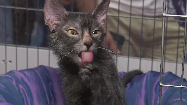 Pisica-vârcolac, prima dată la București. S-a luptat pentru titlul de cea mai frumoasă felină