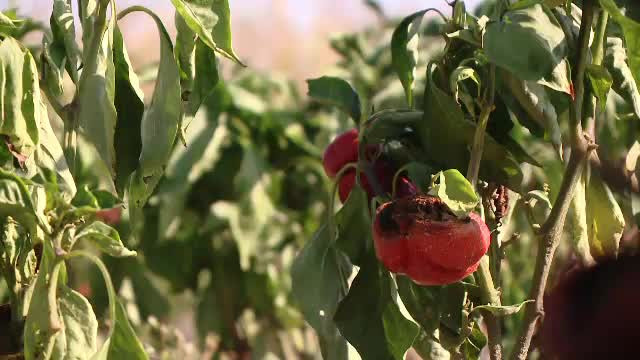 Fermierii care au mizat pe gogoşari, ruinaţi de ploi. "Avem mii de borcane goale"