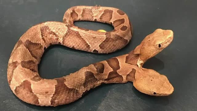 O femeie a găsit în casă un şarpe cu 2 capete. Ce spun specialiştii