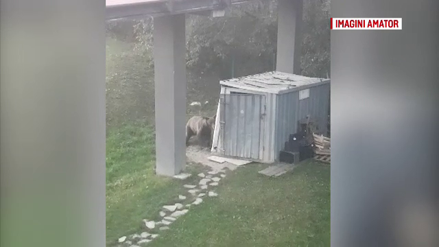 Urs, filmat cum distruge o ușă închisă cu lacăt. Paznicii s-au înarmat cu clopoțel și fluier