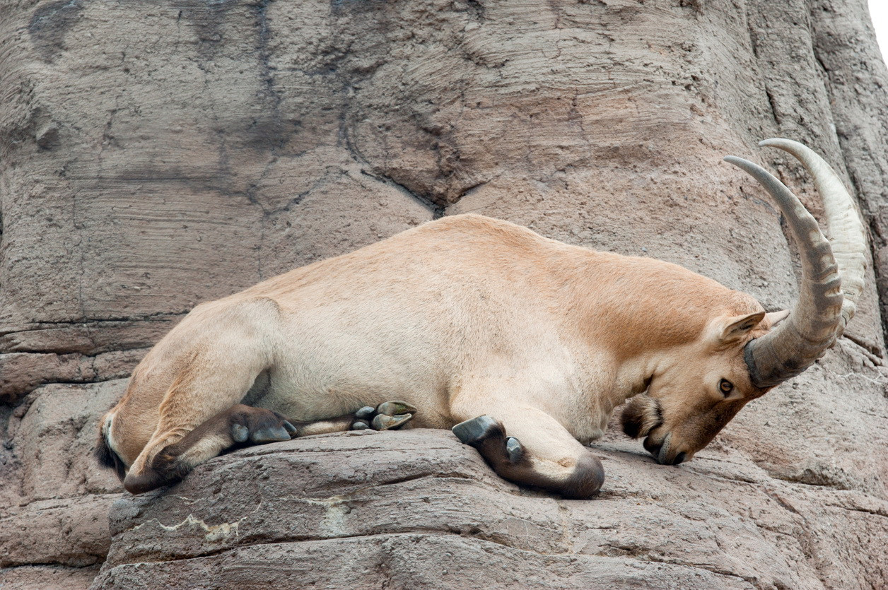 ''Bestie încornorată'' care a evadat de la o grădină zoologică, căutată de polițiștii din UK