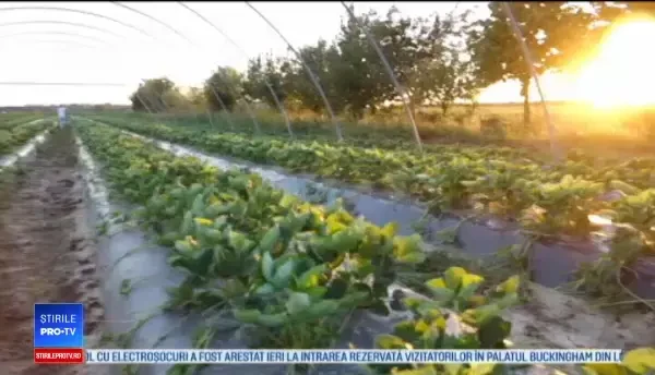 Soiurile de zmeură și căpșuni care aduc, toamna, profit dublu