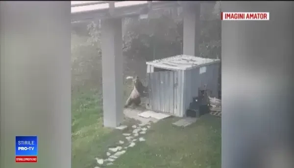 Urs, filmat cum distruge o ușă închisă cu lacăt. Paznicii s-au înarmat cu clopoțel și fluier
