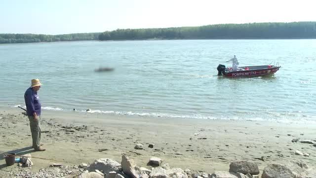 Pesta lovește una dintre cele mai valoroase rase de porci din România. 300 de animale sacrificate